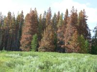 Pine borer damage